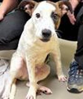 Courage, adoptable, Puppy Male Cattle Dog.