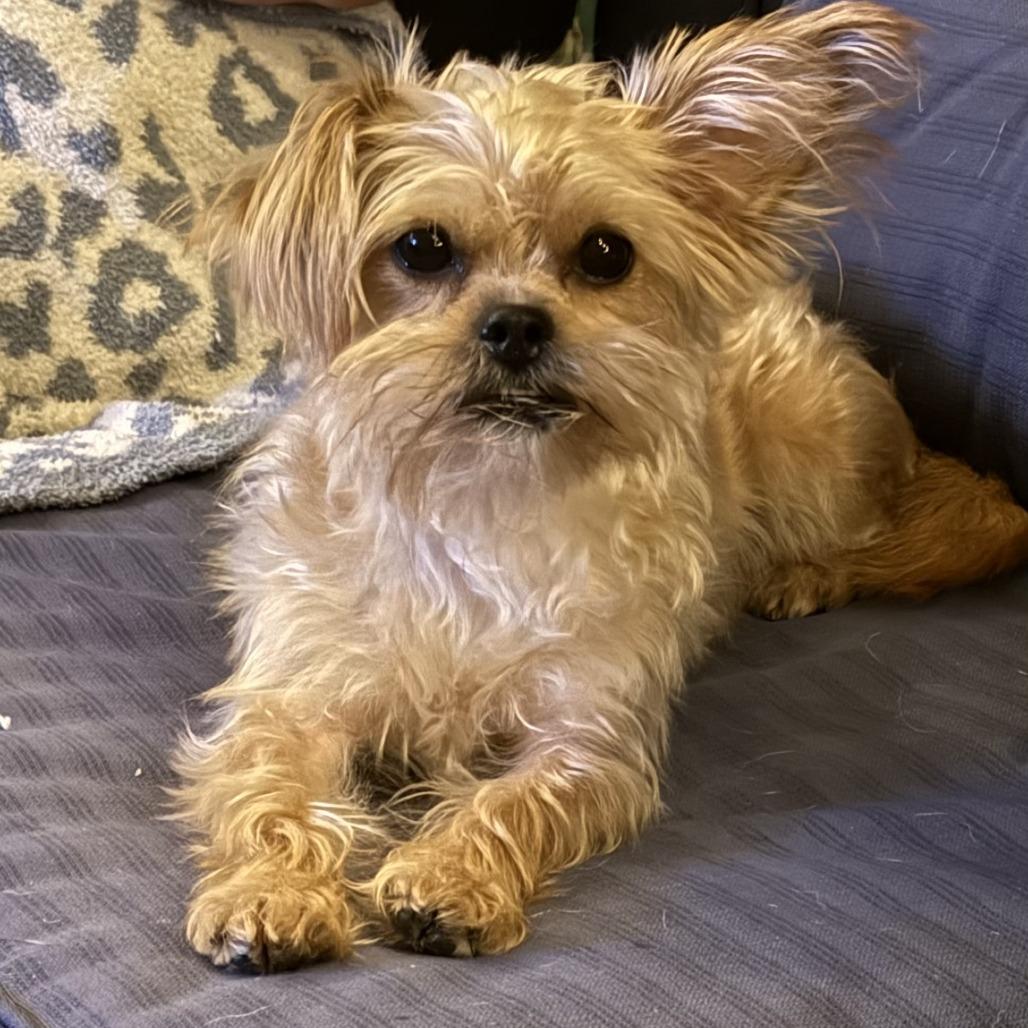 Coco Yorkie, Adoptable, Adult Female Yorkshire Terrier.