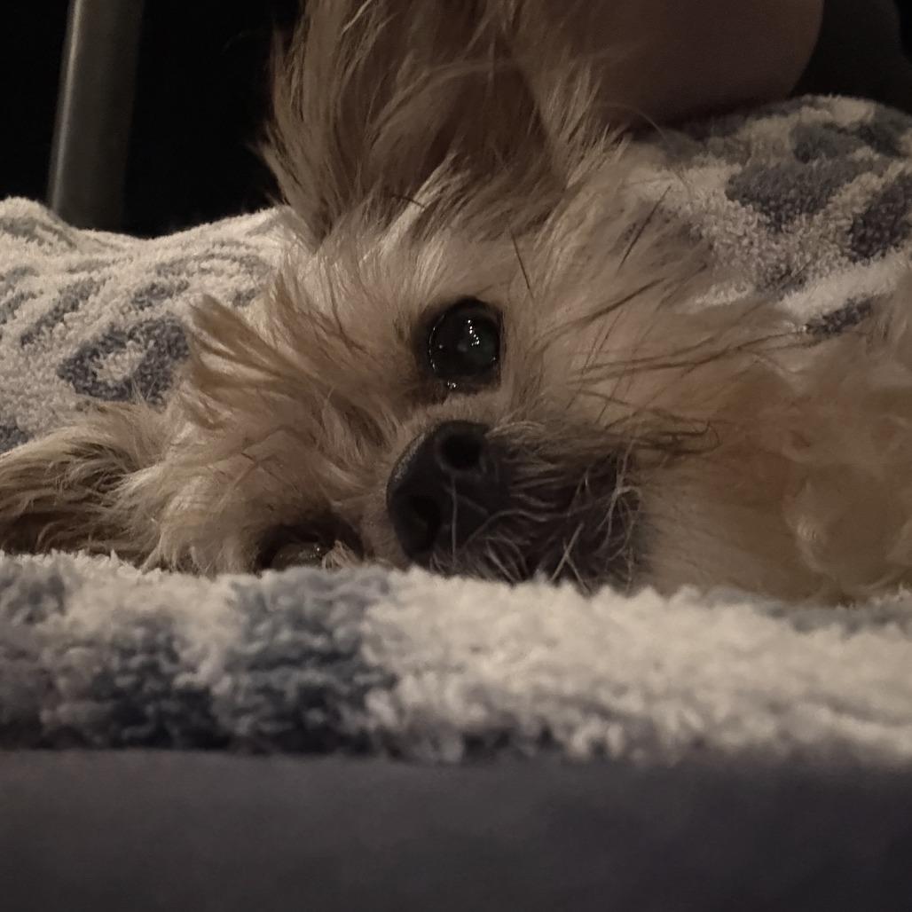 Enlarge Coco Yorkie, a Adoptable Yorkshire Terrier in Festus, MO image 2/6