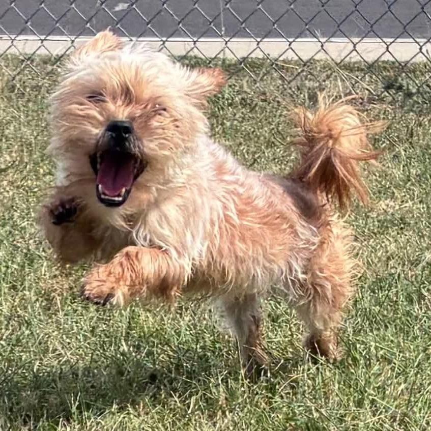 Enlarge Coco Yorkie, a Adoptable Yorkshire Terrier in Festus, MO image 3/6