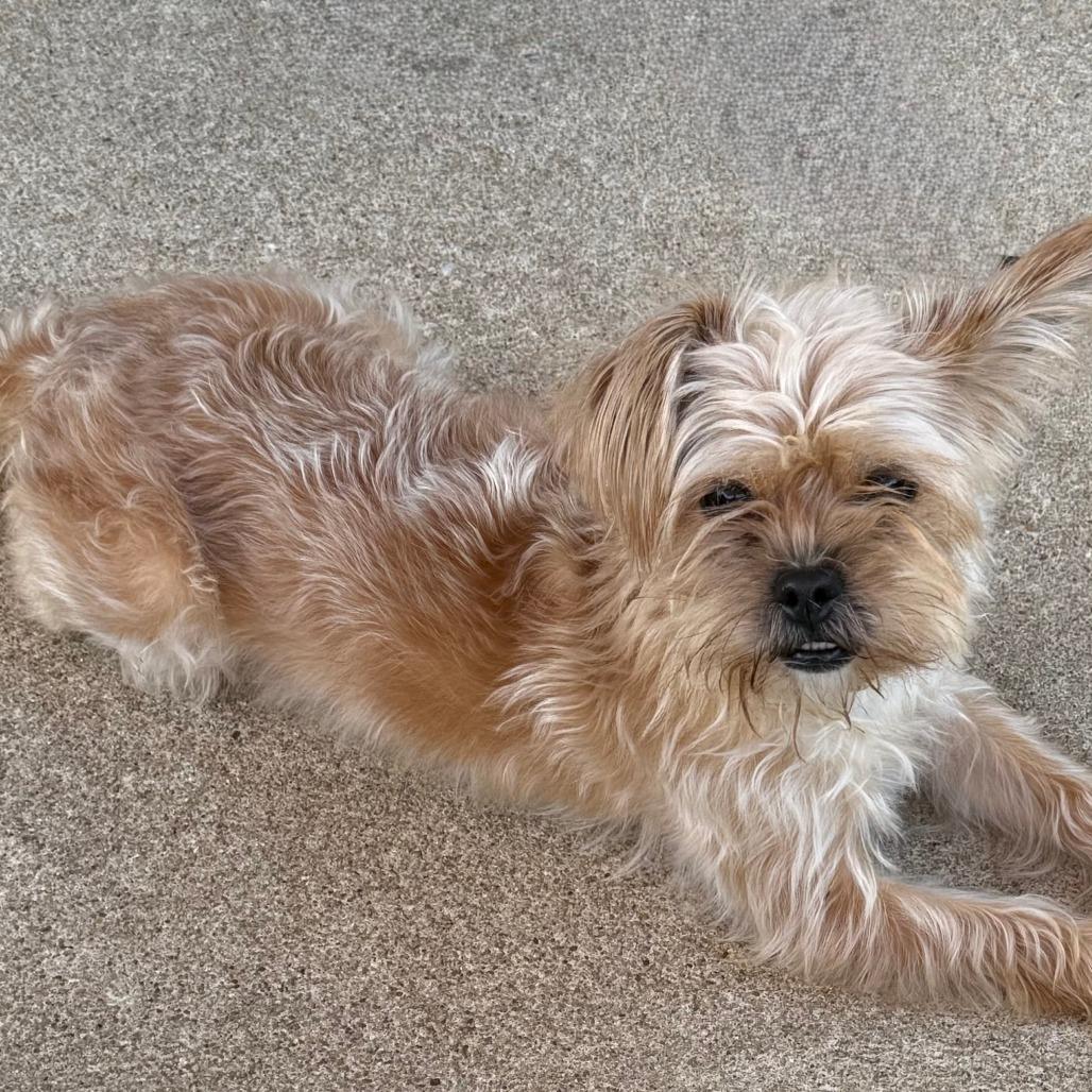 Enlarge Coco Yorkie, a Adoptable Yorkshire Terrier in Festus, MO image 4/6