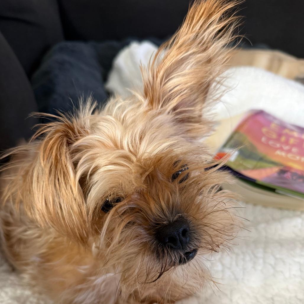 Enlarge Coco Yorkie, a Adoptable Yorkshire Terrier in Festus, MO image 5/6