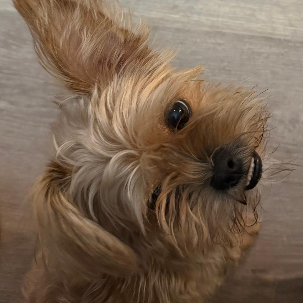 Enlarge Coco Yorkie, a Adoptable Yorkshire Terrier in Festus, MO image 6/6