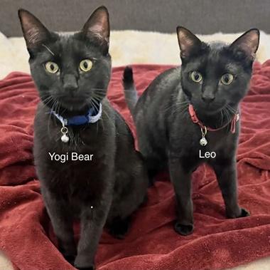 LeoH & YogiBearH, ADOPTABLE, Kitten Male Domestic Short Hair.