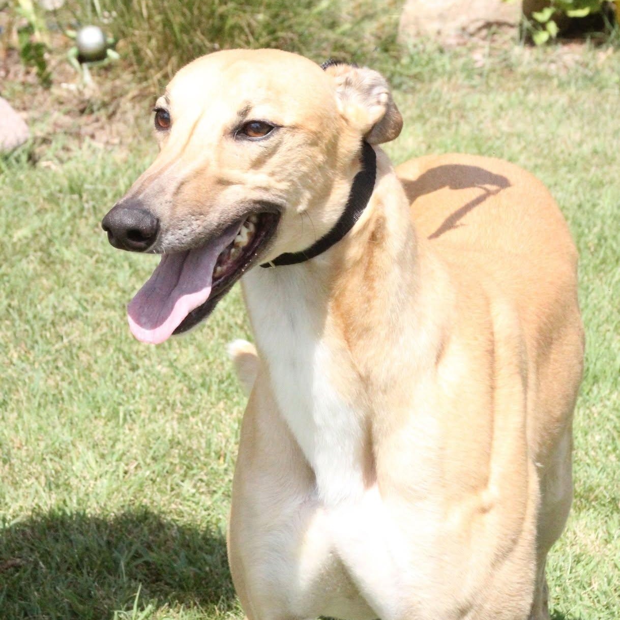 Wine, ADOPTABLE, Adult Male Greyhound.