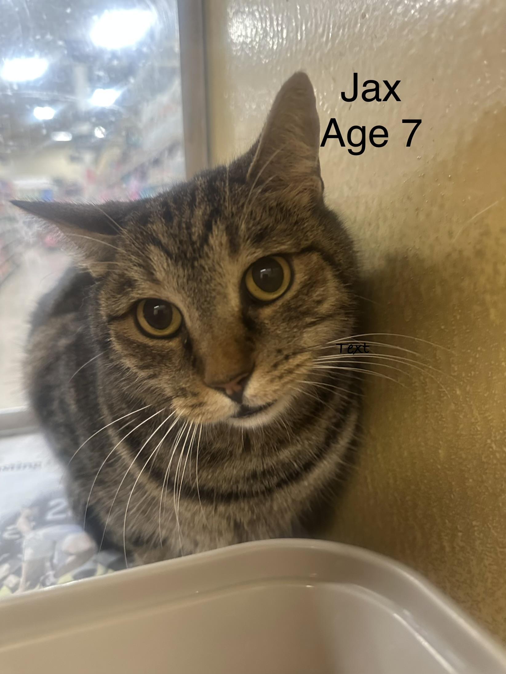 Enlarge Jax, an adopted Domestic Short Hair in Las Vegas, NV image 1/1