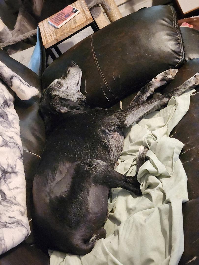 Enlarge Chickie, a Adoptable mixed breed in Hanover, PA image 1/3