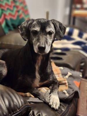 Enlarge Chickie, a Adoptable mixed breed in Hanover, PA image 2/3