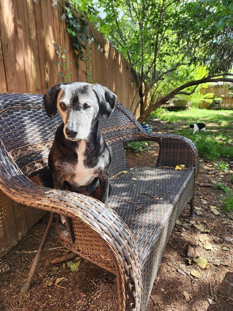 Enlarge Chickie, a Adoptable mixed breed in Hanover, PA image 3/3