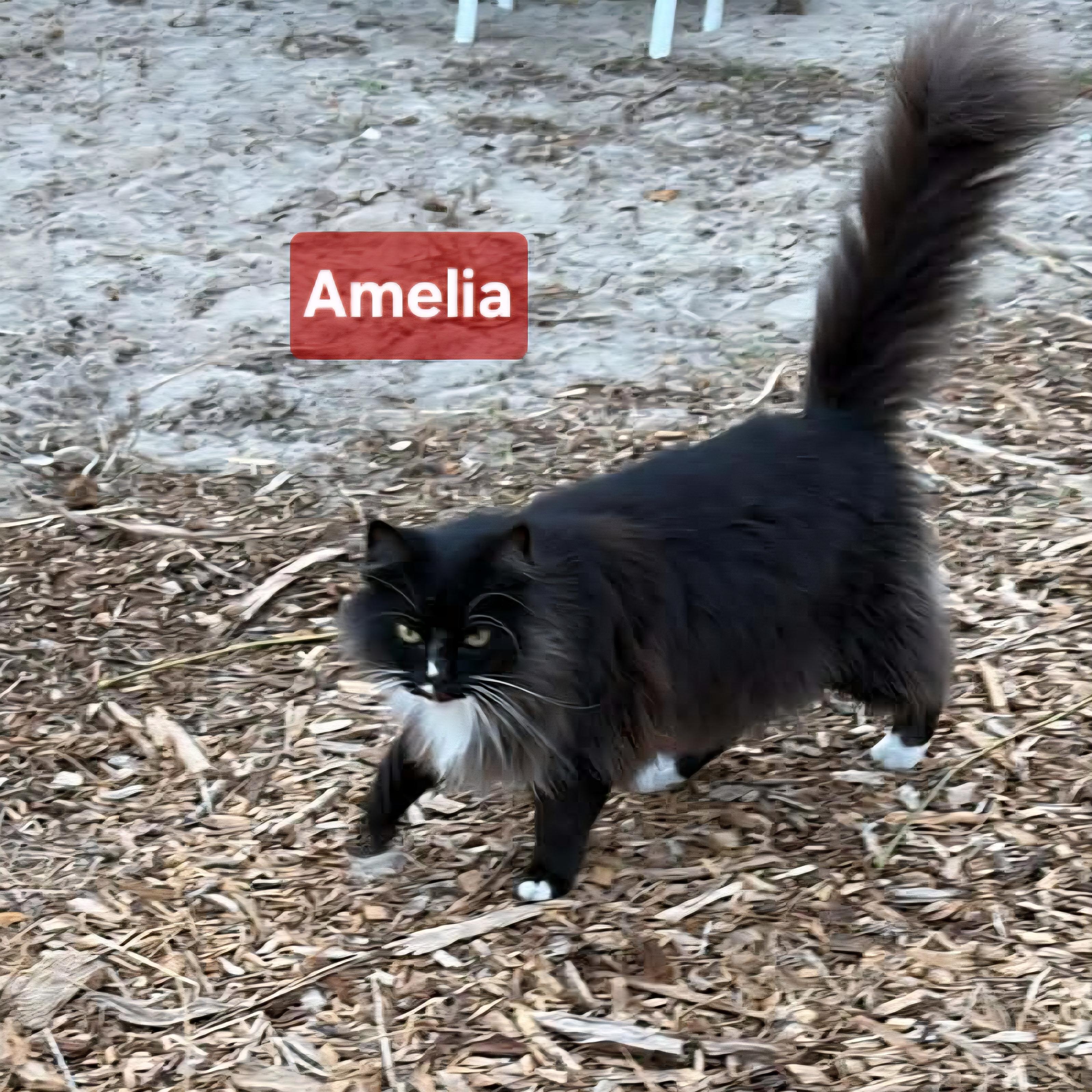 Enlarge Amelia, a Adoptable mixed breed in Spring Hill, FL image 2/3