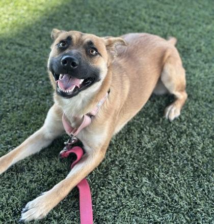 Ladybird, Adoptable, Puppy Female Mixed Breed & Mixed Breed.