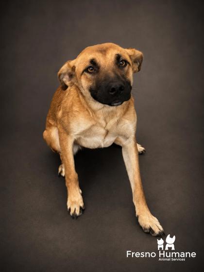 Enlarge Ladybird, a Adoptable mixed breed in Fresno, CA image 2/3