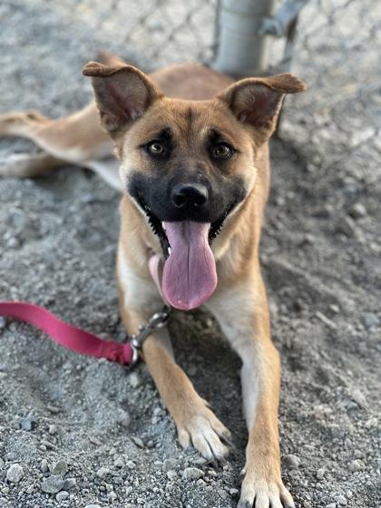 Enlarge Ladybird, a Adoptable mixed breed in Fresno, CA image 3/3