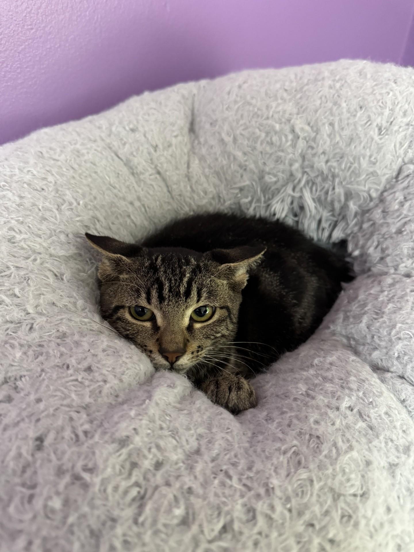 Todd, Adoptable, Adult Male Domestic Short Hair & Domestic Short Hair.