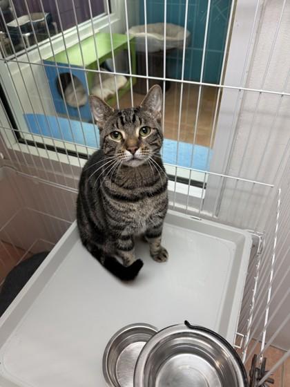 Enlarge Todd, a Adoptable Domestic Short Hair in North Miami Beach, FL image 2/3