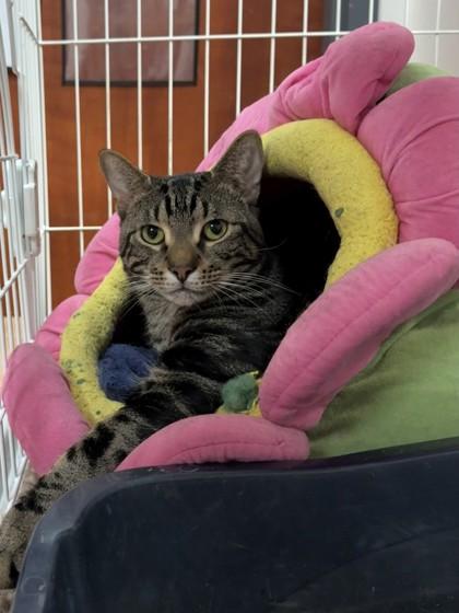 Enlarge Todd, a Adoptable Domestic Short Hair in North Miami Beach, FL image 3/3