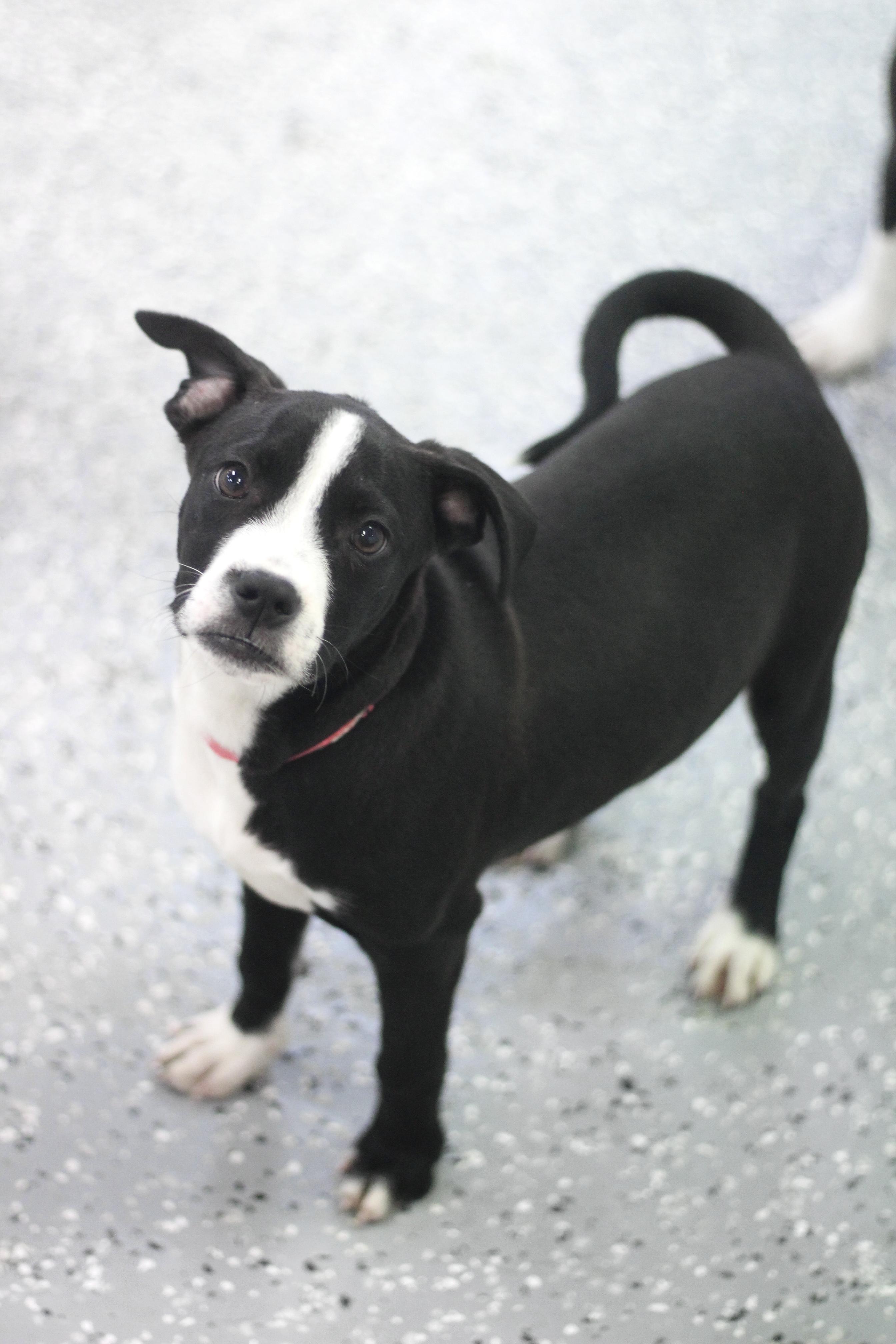 Halo in NH! Come Meet our Adoptable Dogs Wednesday-Saturday. More info in Bio! , ADOPTABLE, Puppy Female Boxer.