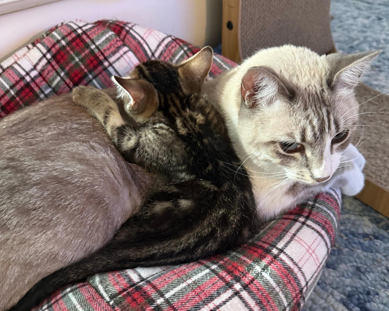 Enlarge Homer, a Adoptable mixed breed in San Antonio, TX image 3/5