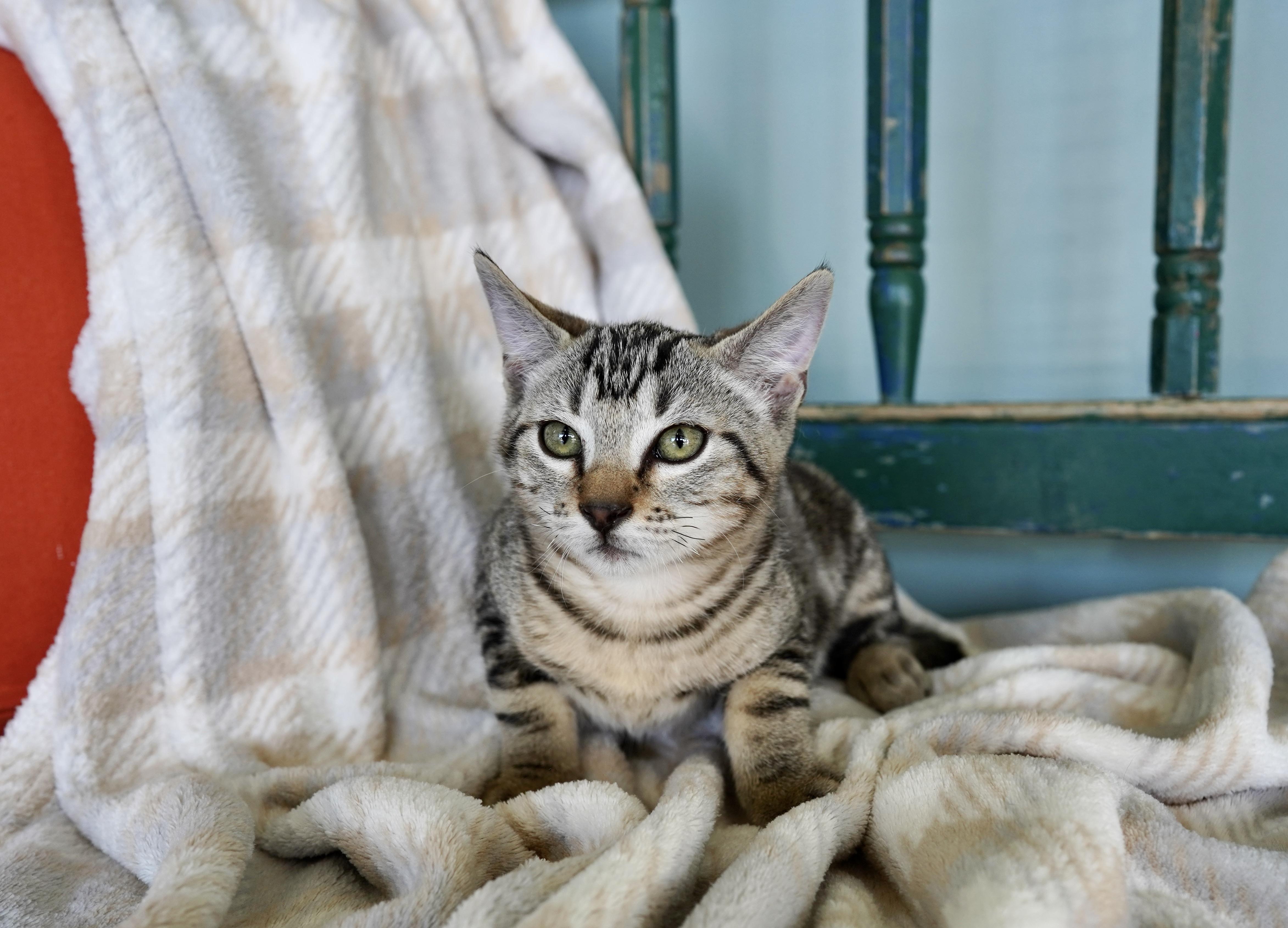 Homer, Adoptable, Kitten Male Domestic Short Hair.