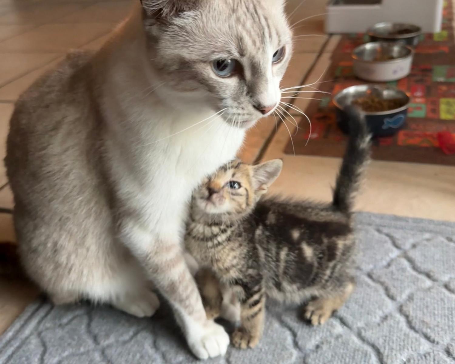 Enlarge Homer, a Adoptable mixed breed in San Antonio, TX image 2/5