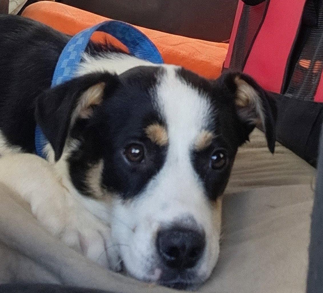Enlarge Kirk #1, a Adoptable Australian Shepherd in Aurora, CO image 1/3