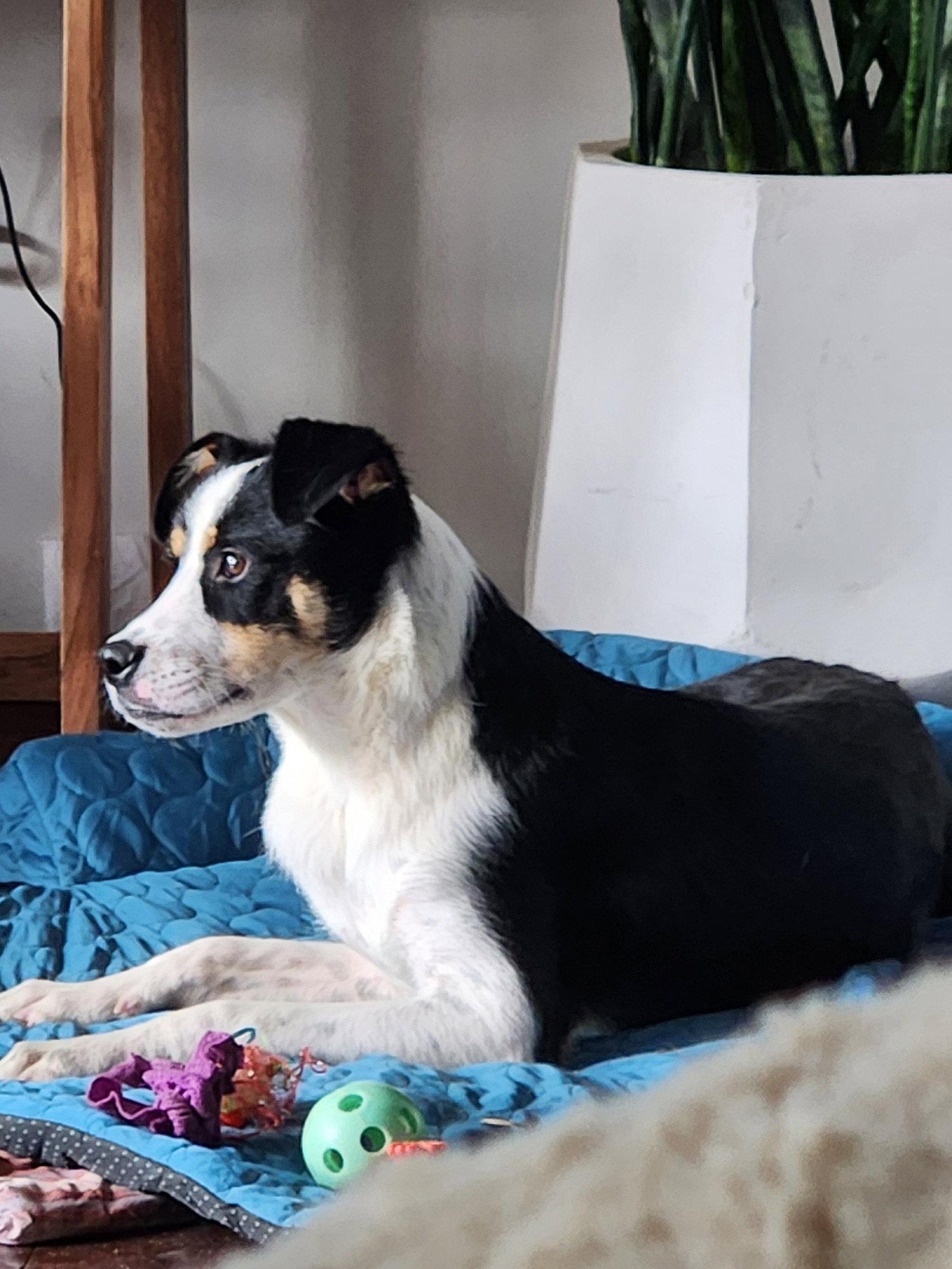Enlarge Kirk #1, a Adoptable Australian Shepherd in Aurora, CO image 3/3