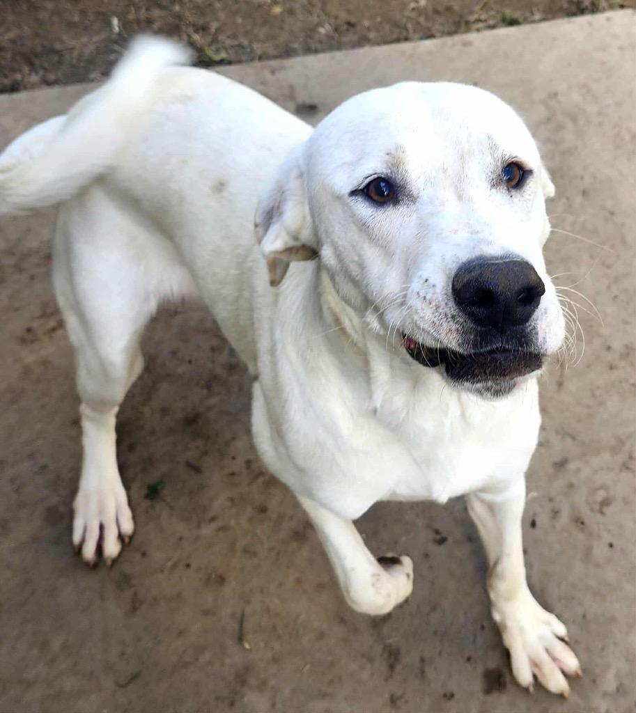 Enlarge Salem, a Adoptable mixed breed in Shelbyville, TN image 1/5