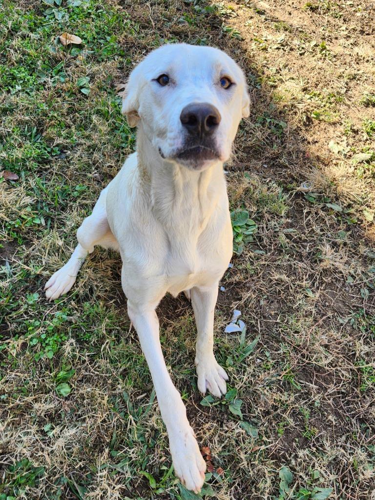 Enlarge Salem, a Adoptable mixed breed in Shelbyville, TN image 2/5