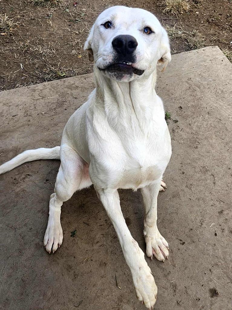 Enlarge Salem, a Adoptable mixed breed in Shelbyville, TN image 3/5