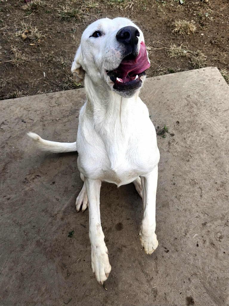 Enlarge Salem, a Adoptable mixed breed in Shelbyville, TN image 4/5