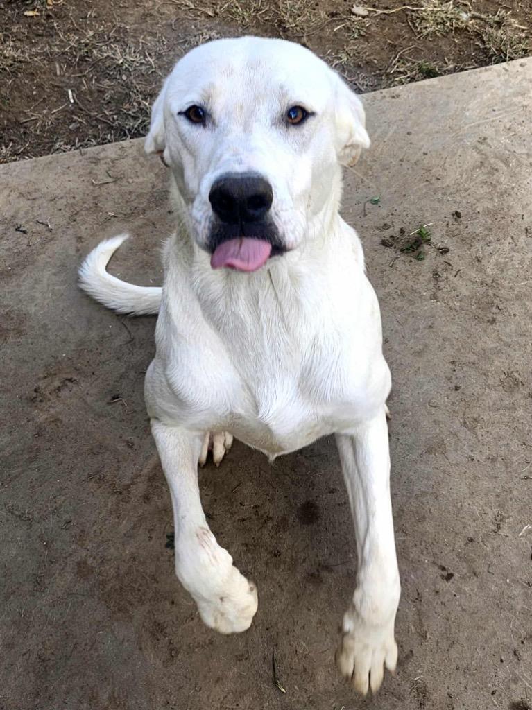 Enlarge Salem, a Adoptable mixed breed in Shelbyville, TN image 5/5