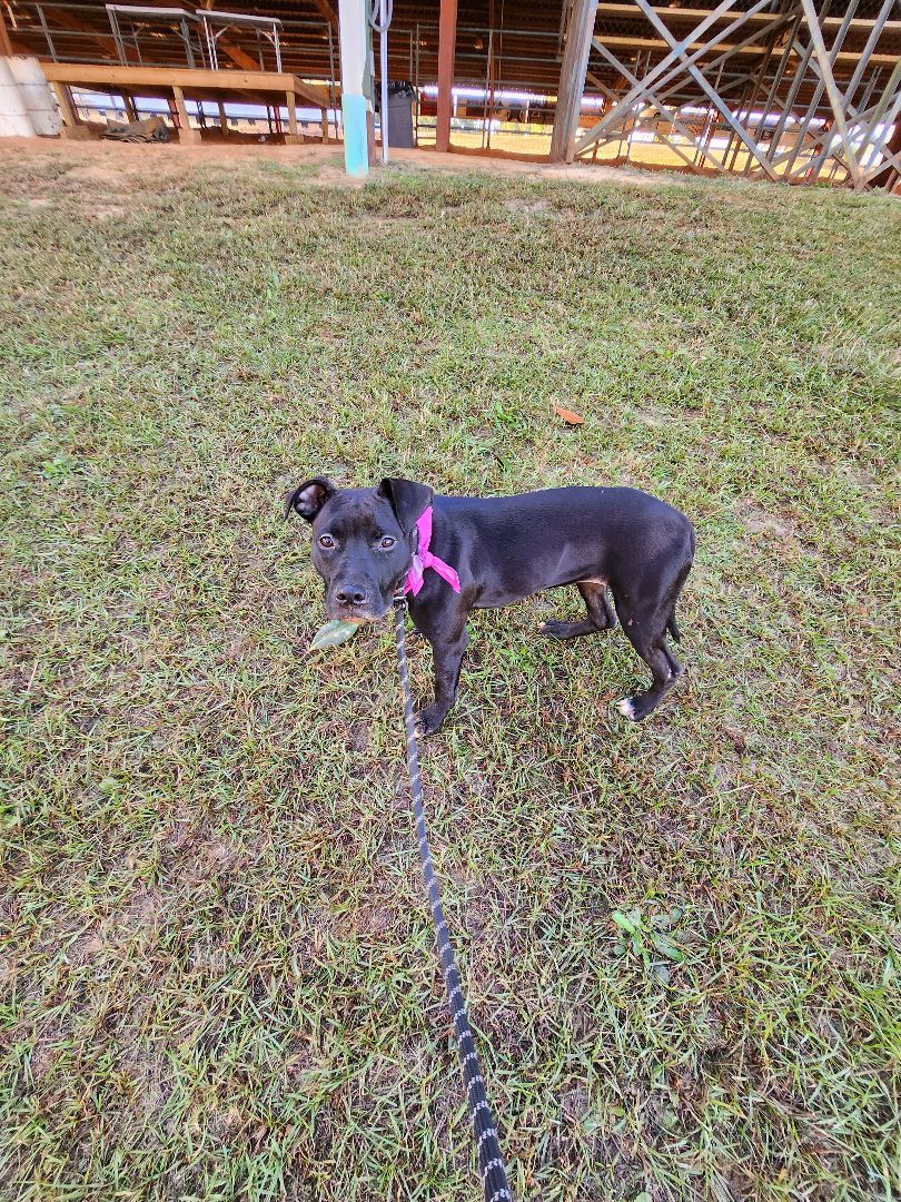 Mini Mouse, Adoptable, Young Female American Staffordshire Terrier.