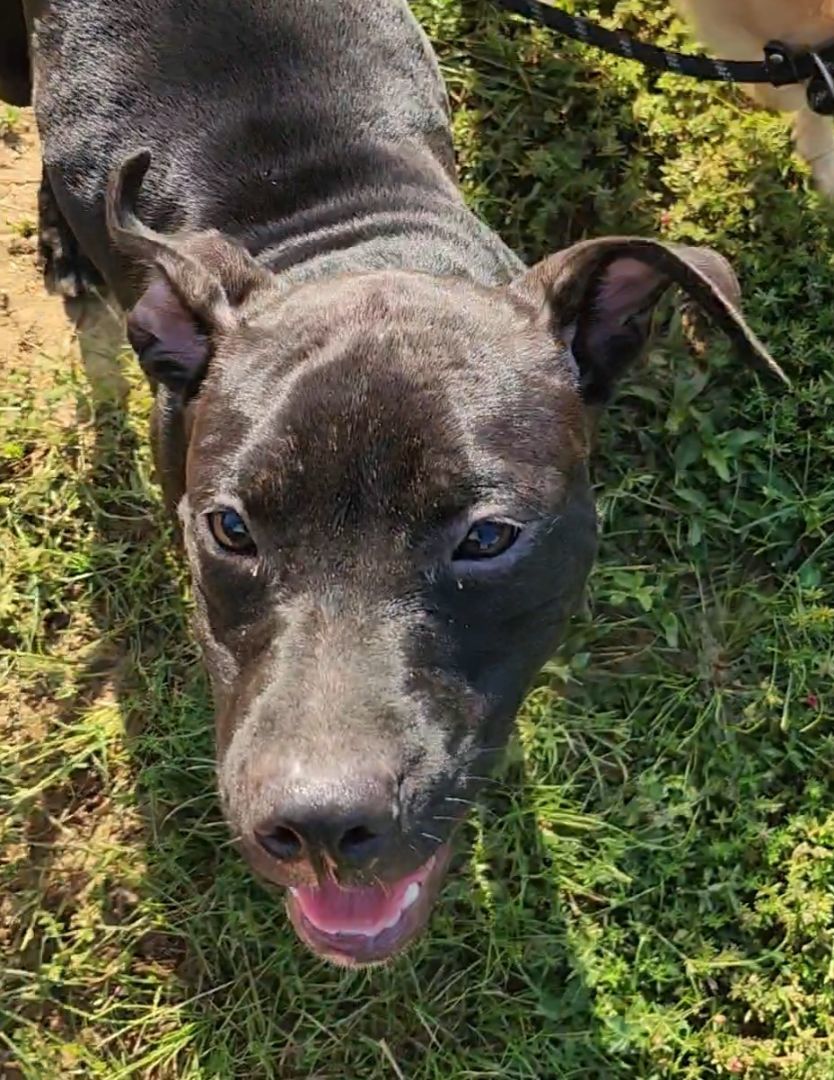 Mini Mouse, a Adoptable mixed breed in St. George, SC image 2/3