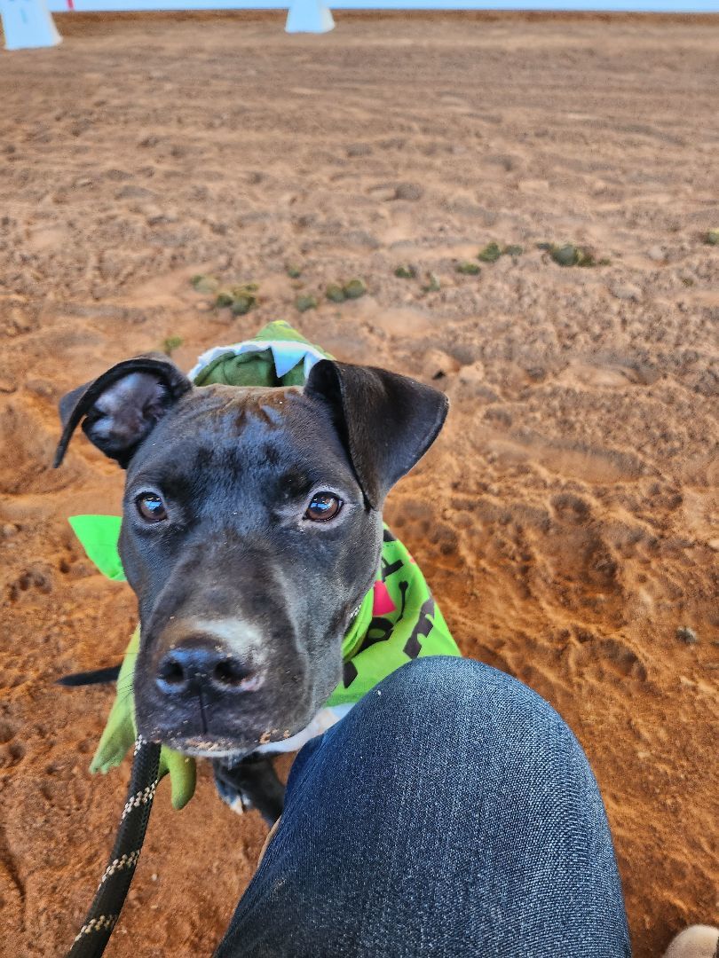 Mini Mouse, a Adoptable mixed breed in St. George, SC image 3/3