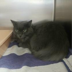 Malina, Adoptable, Senior Female Domestic Medium Hair.