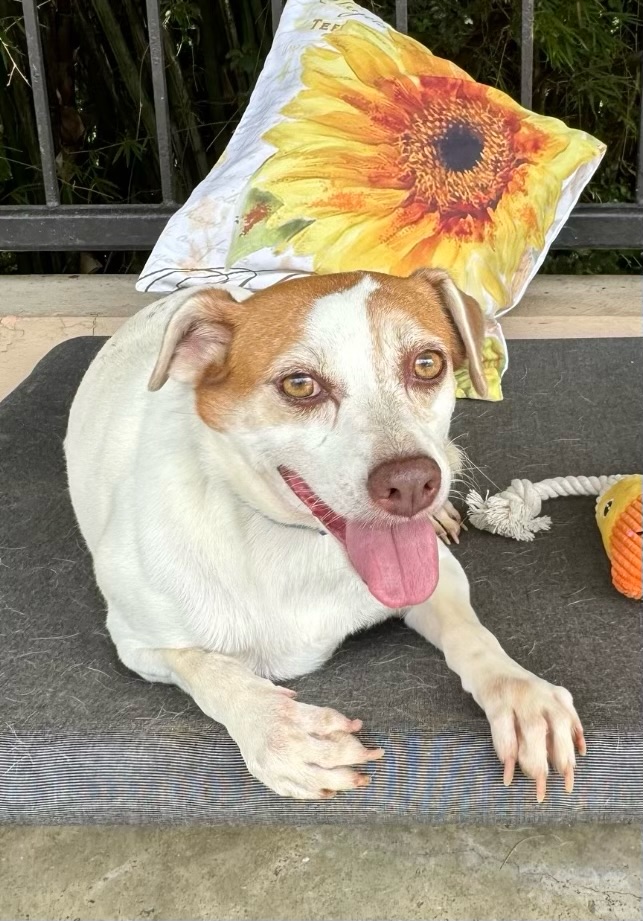McGuire, Adoptable, Adult Male Labrador Retriever.