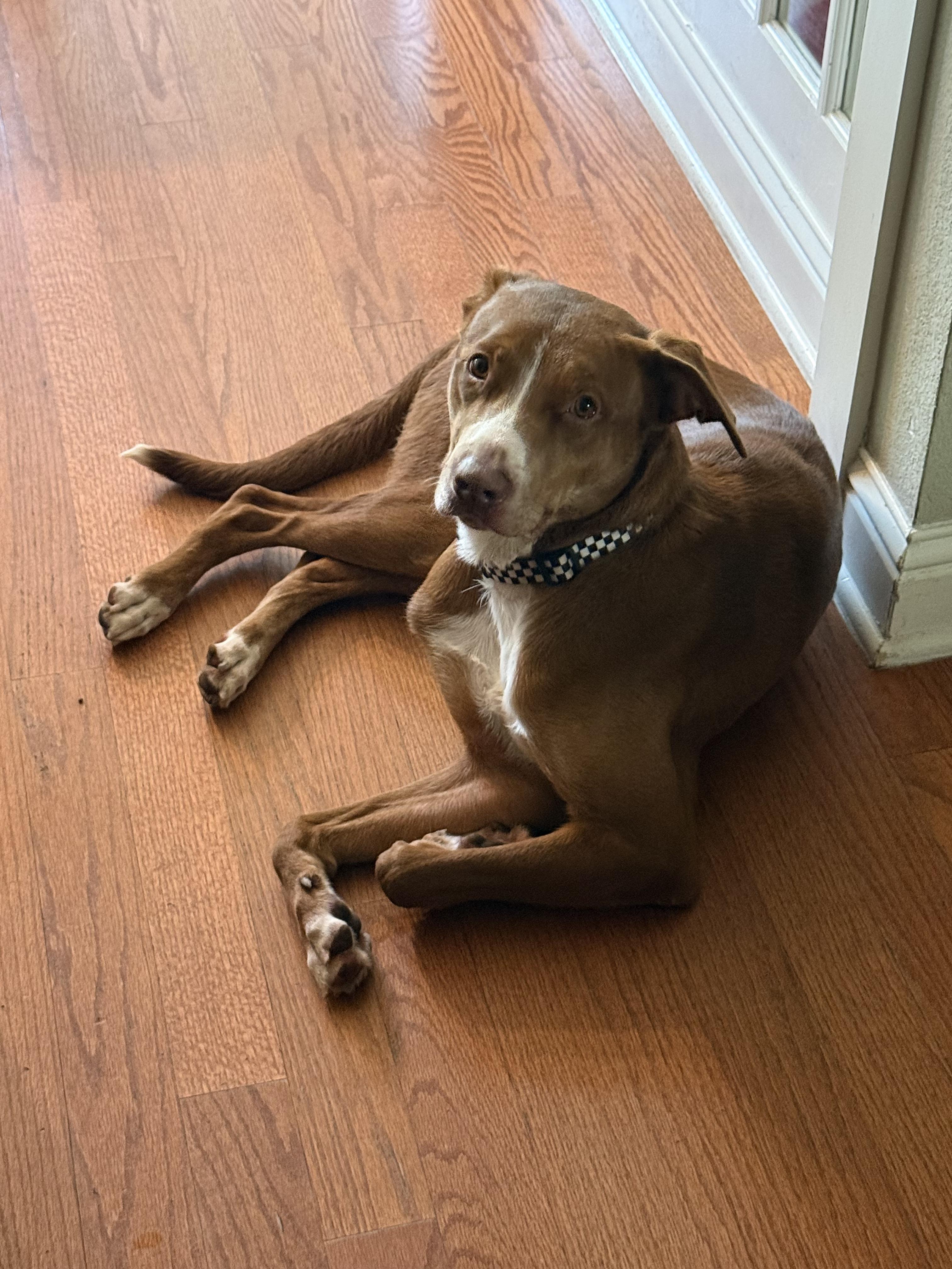 Enlarge Copper, a Adoptable mixed breed in Dale, TX image 5/5