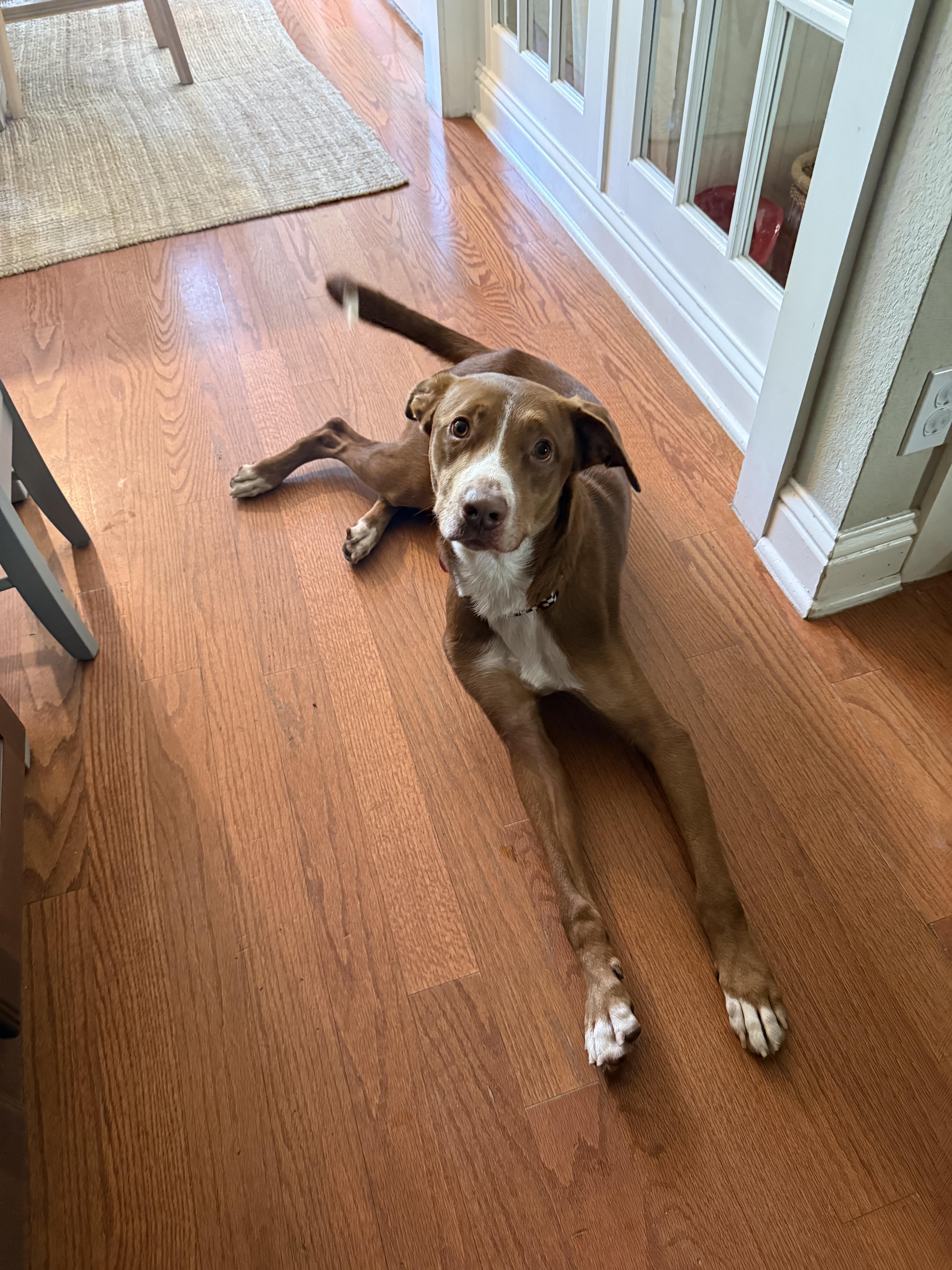 Enlarge Copper, a Adoptable mixed breed in Dale, TX image 4/5