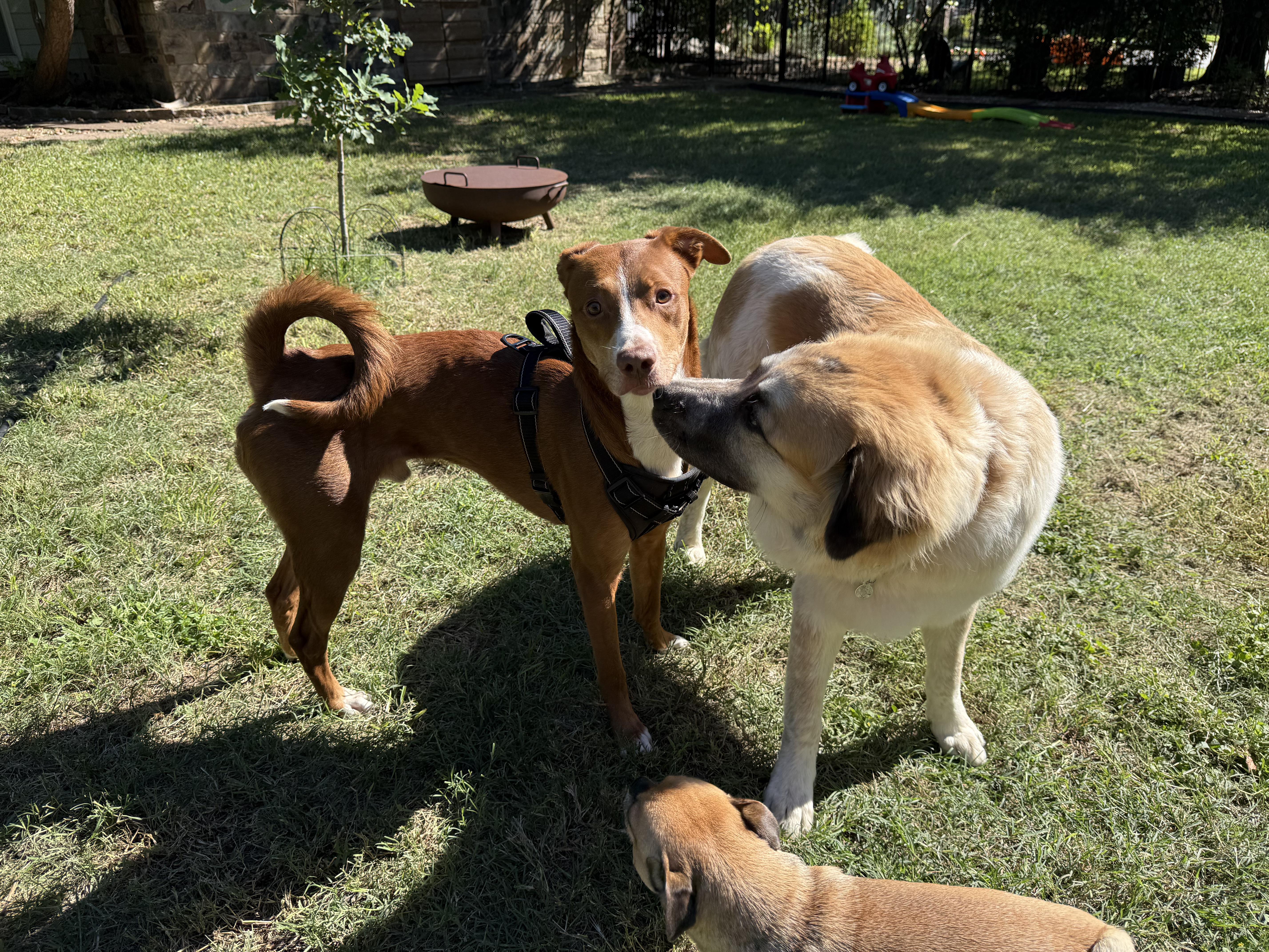 Enlarge Copper, a Adoptable mixed breed in Dale, TX image 3/5