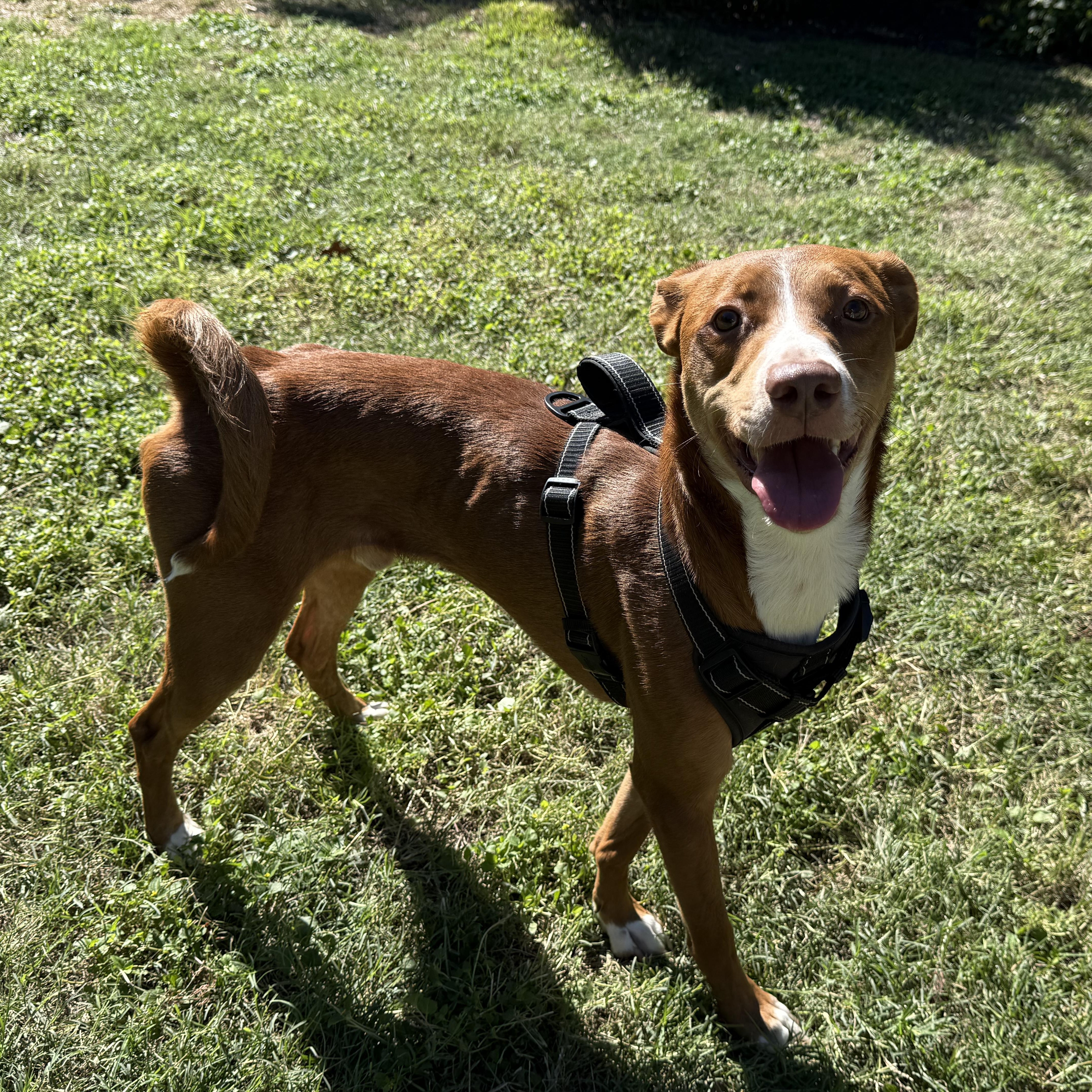 Enlarge Copper, a Adoptable mixed breed in Dale, TX image 1/5