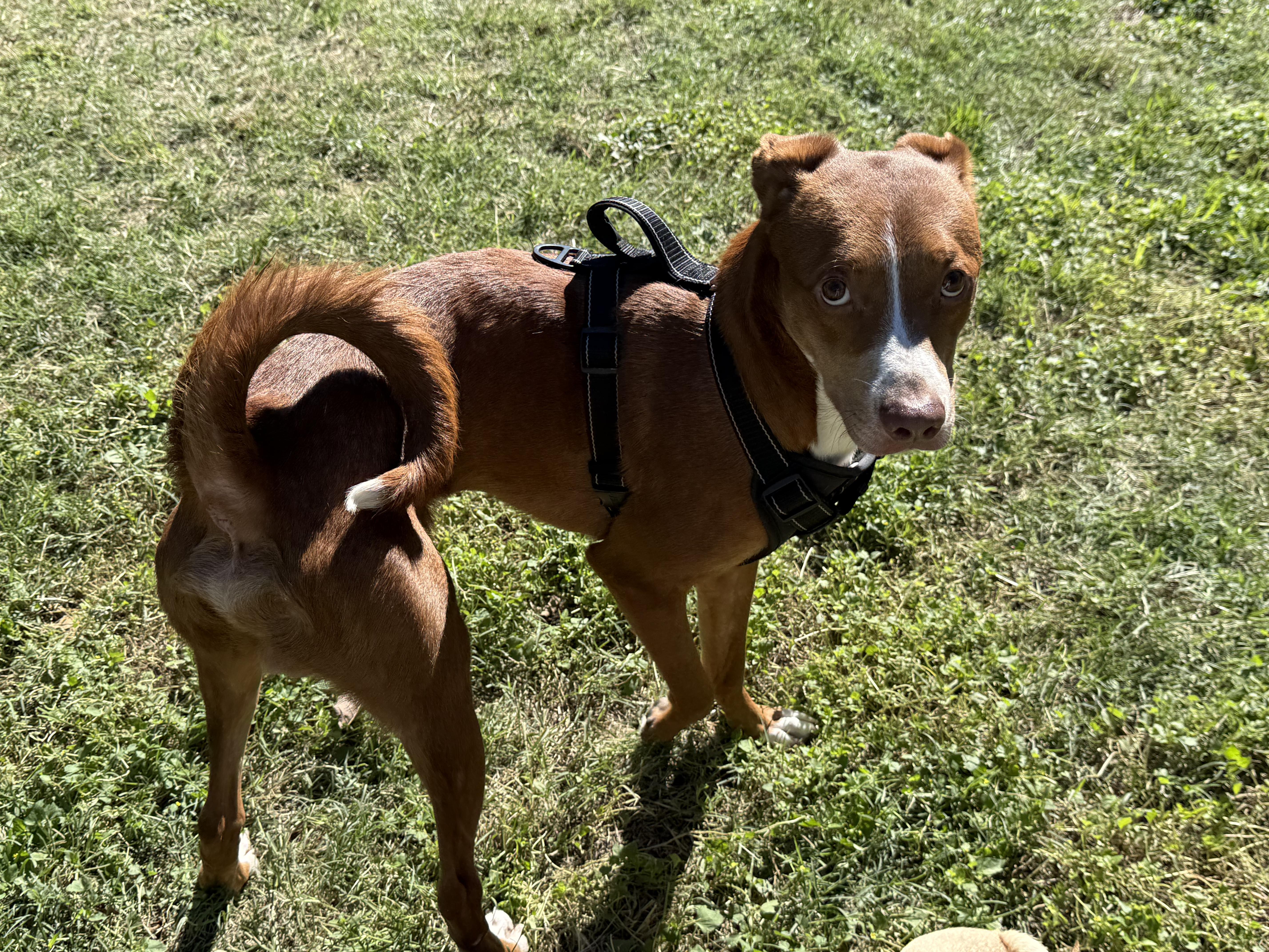 Enlarge Copper, a Adoptable mixed breed in Dale, TX image 2/5