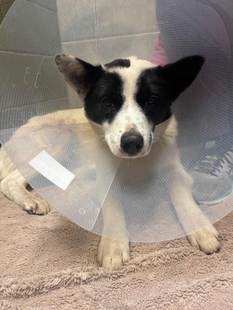 Dot, an adoptable Mixed Breed in Exshaw, AB, T0L 2C0 | Photo Image 1