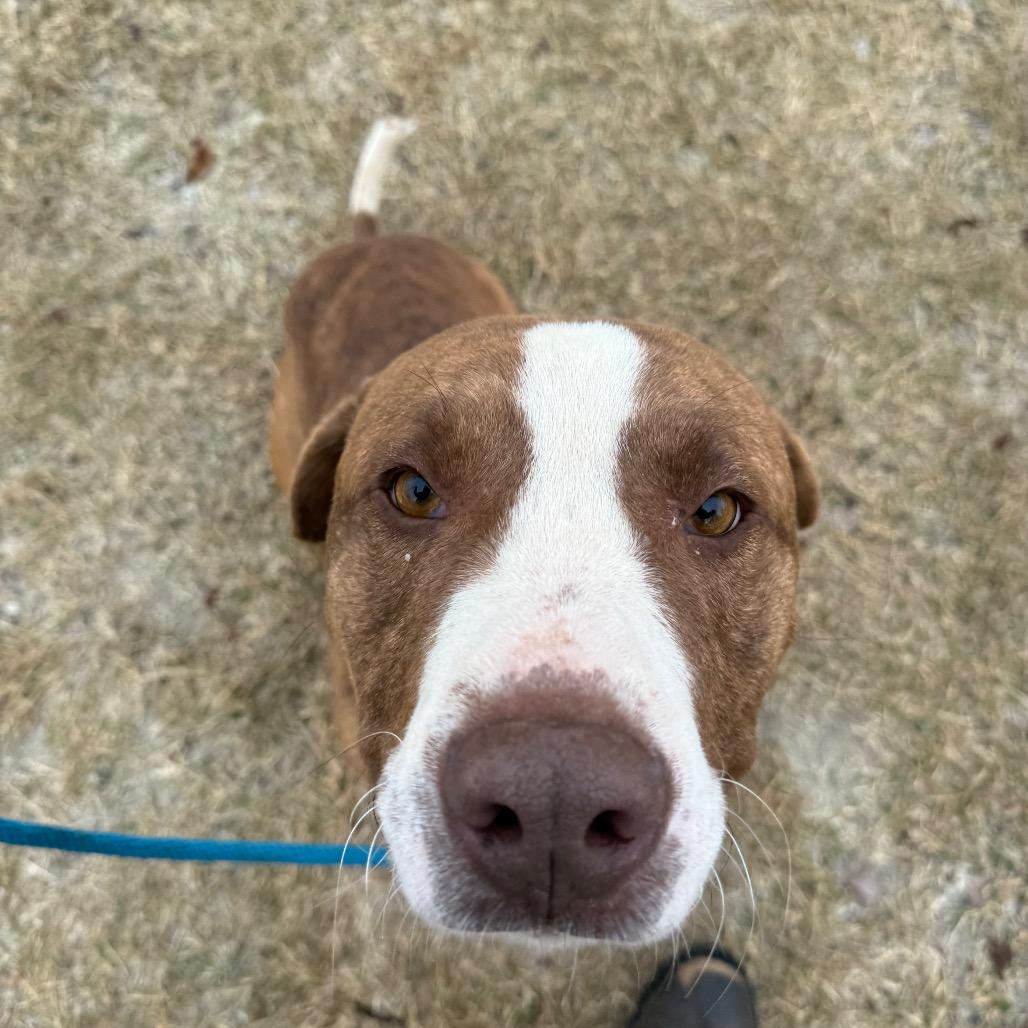 Enlarge Bruno, a Adoptable Mixed Breed in Millen, GA image 1/3