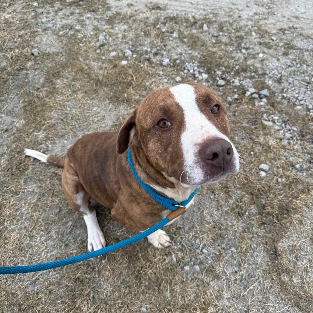 Enlarge Bruno, a Adoptable Mixed Breed in Millen, GA image 2/3