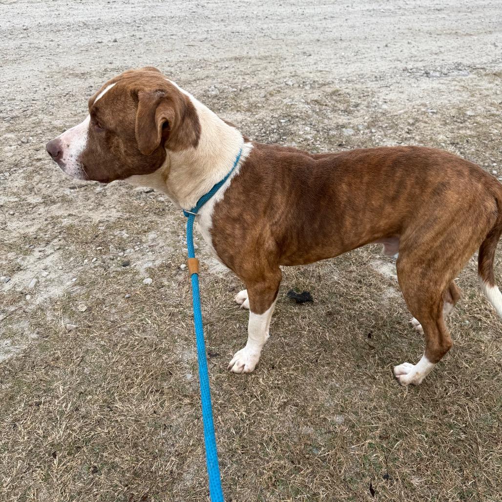 Enlarge Bruno, a Adoptable Mixed Breed in Millen, GA image 3/3