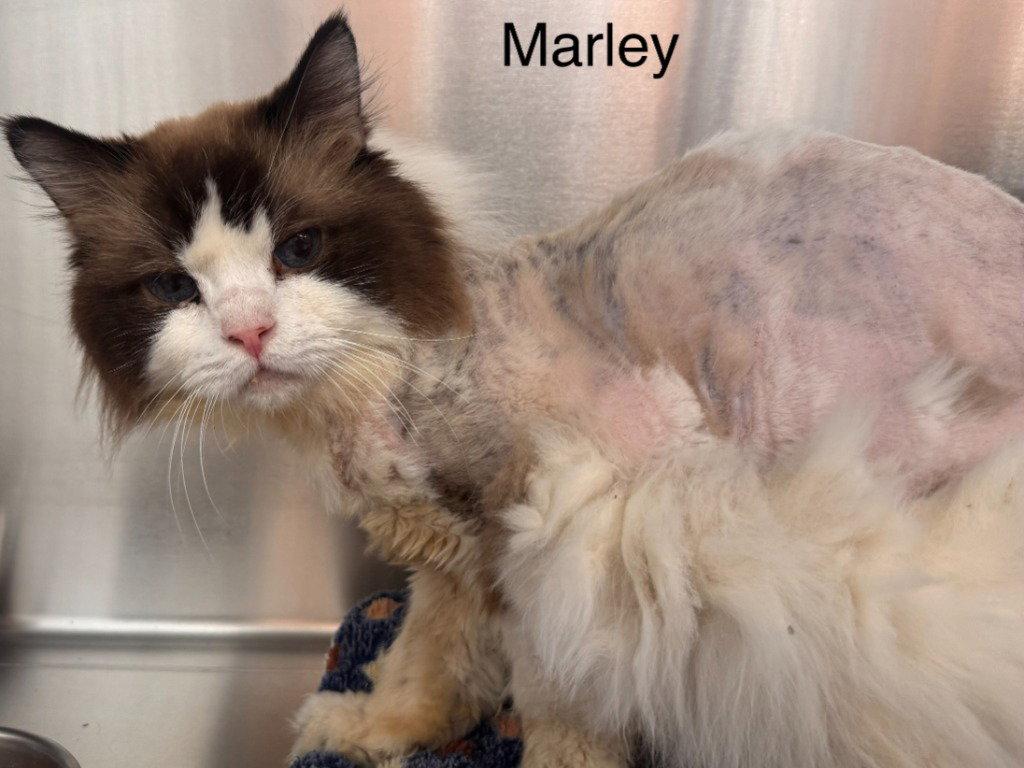 Enlarge Marley, a Adoptable Ragdoll in Saint George, UT image 1/1