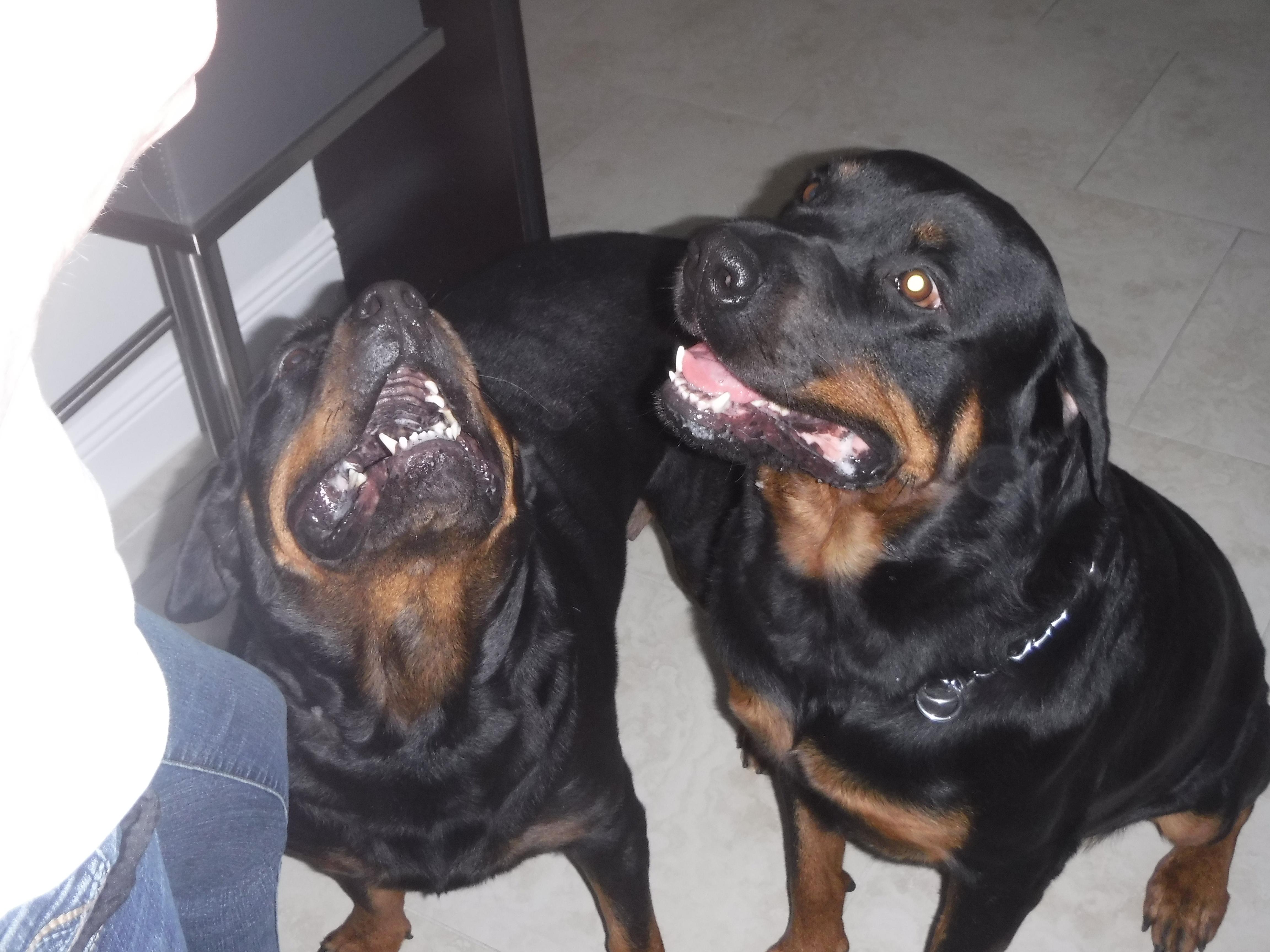 Coco and Chanel, Adoptable, Young Female Rottweiler.