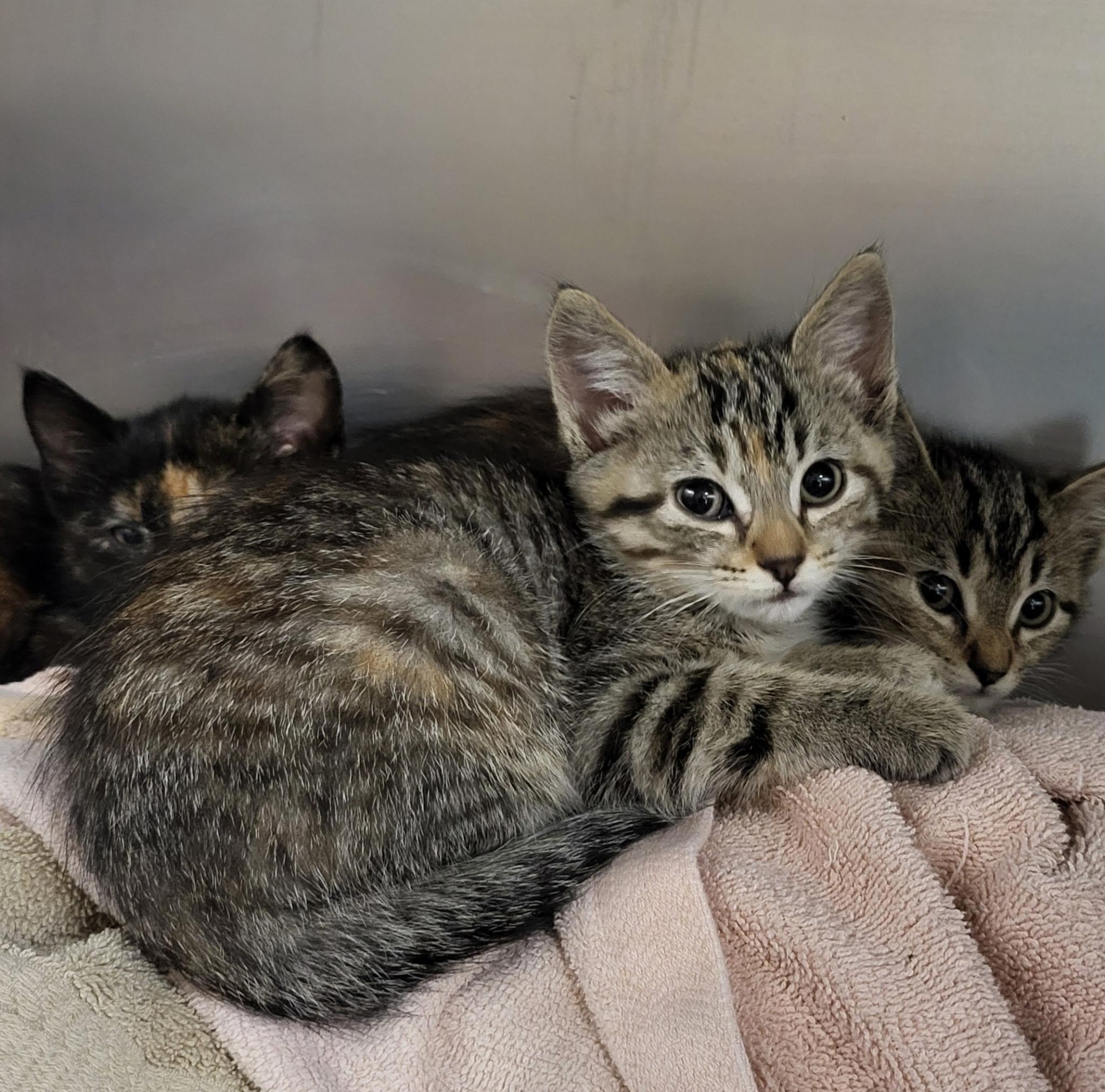 Johnnypop, Baby Male Domestic Short Hair