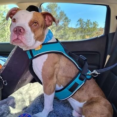 Enlarge Henry, a ADOPTABLE American Bulldog in Chino valley, AZ image 1/1