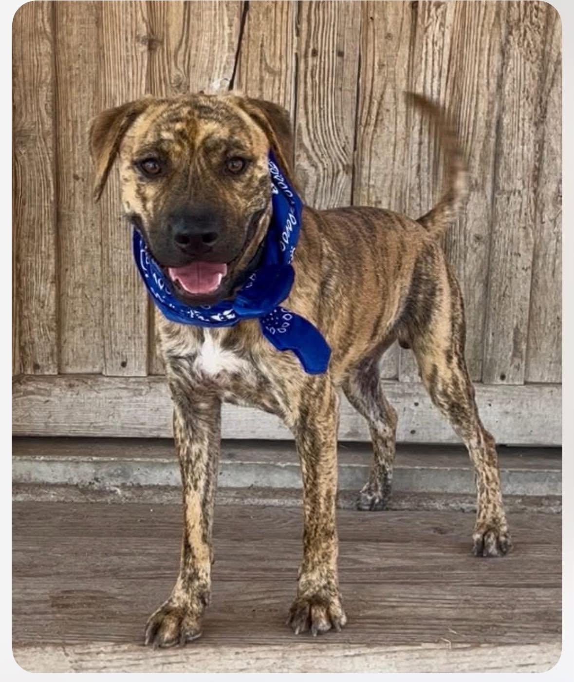 Enlarge Parker, a Adopted mixed breed in BALTIMORE, MD image 5/6